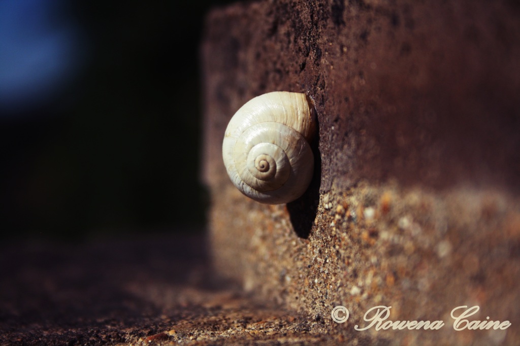 Snail copyright